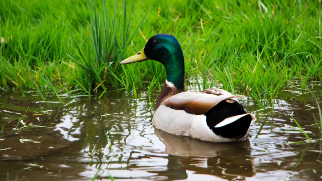 Duck Creek Technologies